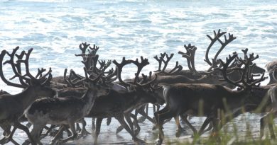 norwegian-slow-tv-follows-reindeer-herd-to-the-coast