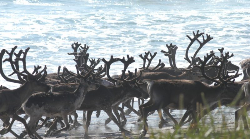 norwegian-slow-tv-follows-reindeer-herd-to-the-coast