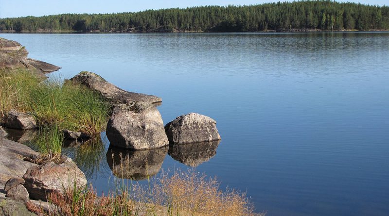 ultra-rare-saimaa-seals-still-dying-in-fishing-nets