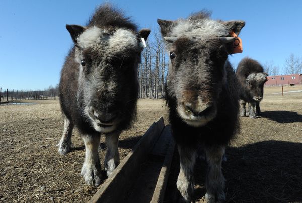 you-might-make-a-profit-farming-musk-oxen-in-alaska-if-you-can-find-any-for-sale-2