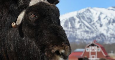 you-might-make-a-profit-farming-musk-oxen-in-alaska-if-you-can-find-any-for-sale