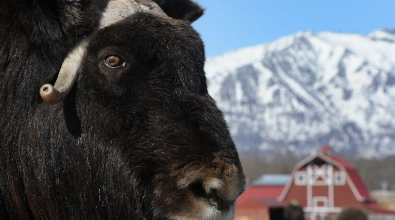 you-might-make-a-profit-farming-musk-oxen-in-alaska-if-you-can-find-any-for-sale