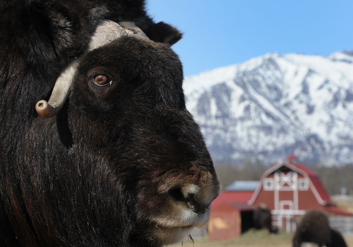 you-might-make-a-profit-farming-musk-oxen-in-alaska-if-you-can-find-any-for-sale