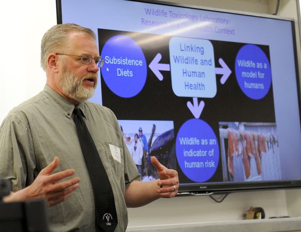 contaminants-in-animals-provide-clues-about-the-health-of-the-north-1