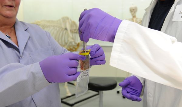 contaminants-in-animals-provide-clues-about-the-health-of-the-north-2