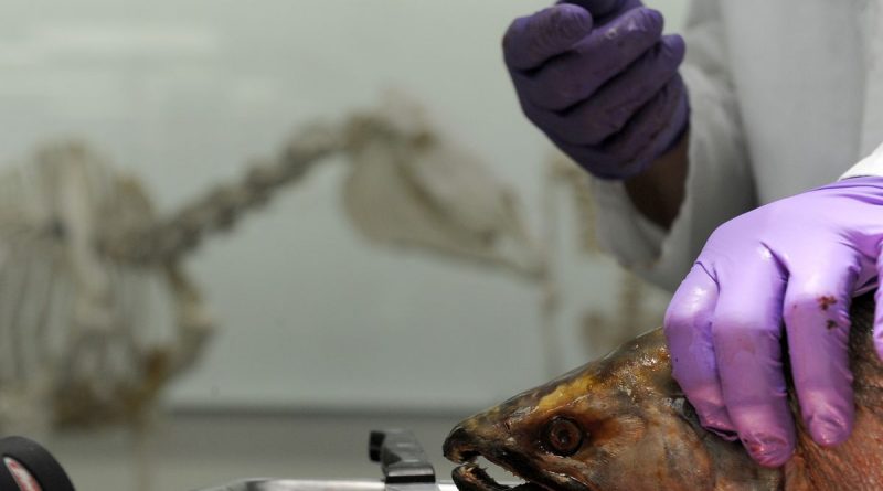 contaminants-in-animals-provide-clues-about-the-health-of-the-north