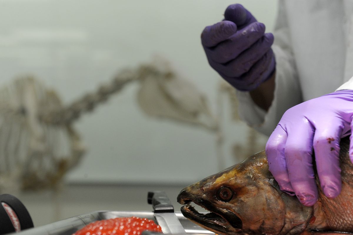 contaminants-in-animals-provide-clues-about-the-health-of-the-north