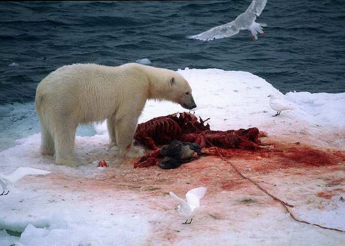 less-seal-on-the-menu-for-hungry-polar-bears-svalbard-norway