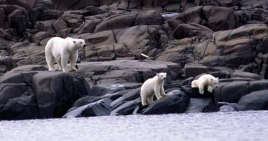 less-seal-on-the-menu-for-hungry-polar-bears