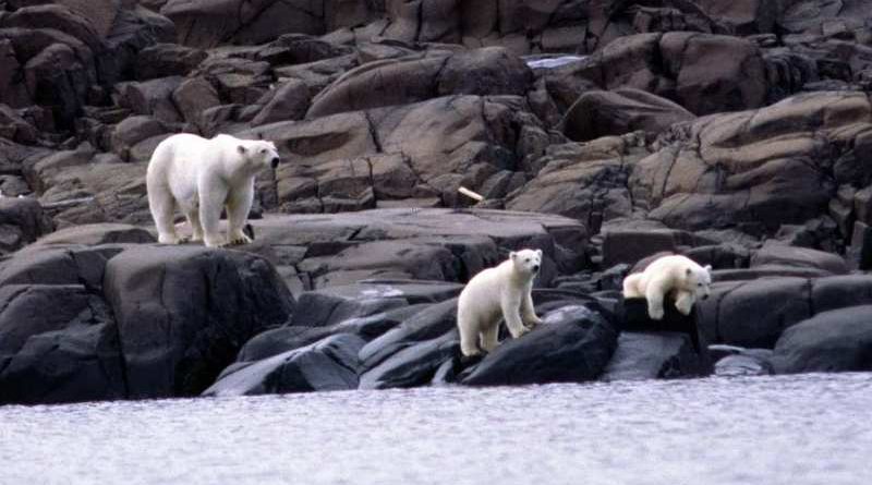 less-seal-on-the-menu-for-hungry-polar-bears