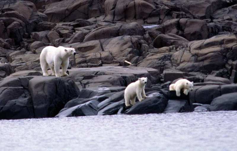 less-seal-on-the-menu-for-hungry-polar-bears