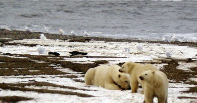 polar-bears-switch-to-land-foods-showing-up-in-lowered-mercury-levels