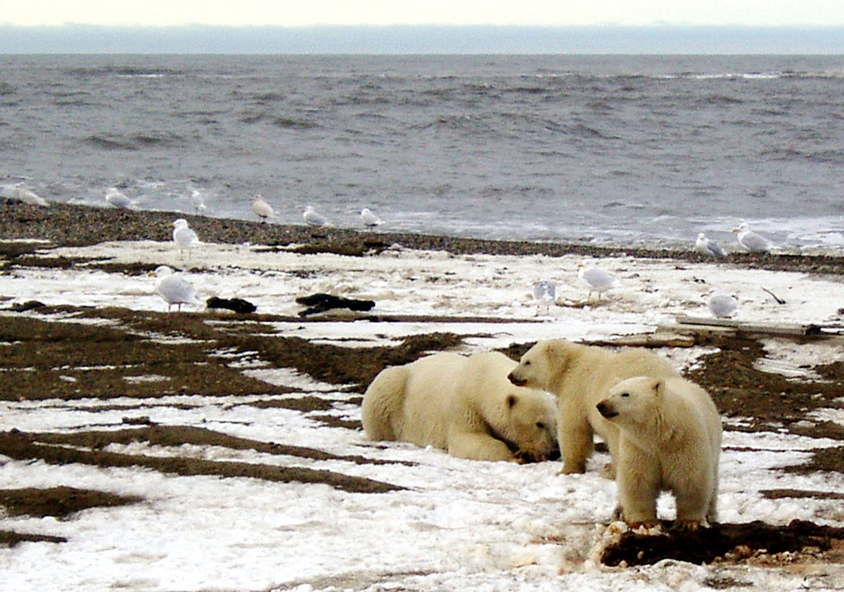 polar-bears-switch-to-land-foods-showing-up-in-lowered-mercury-levels