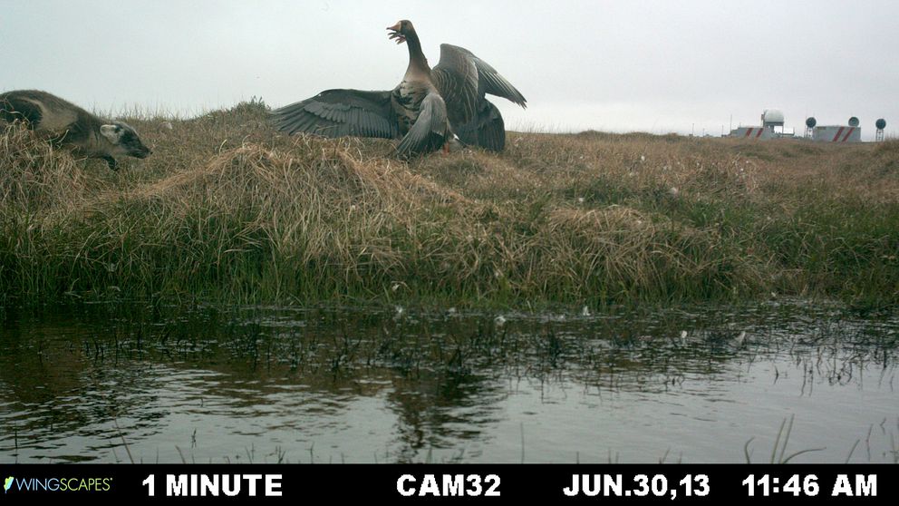 a-tale-of-two-goose-populations-y-k-deltas-shrink-arctic-coasts-expands-1