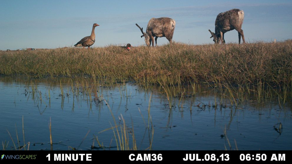 a-tale-of-two-goose-populations-y-k-deltas-shrink-arctic-coasts-expands-2