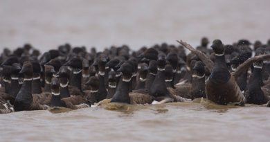 a-tale-of-two-goose-populations-y-k-deltas-shrink-arctic-coasts-expands