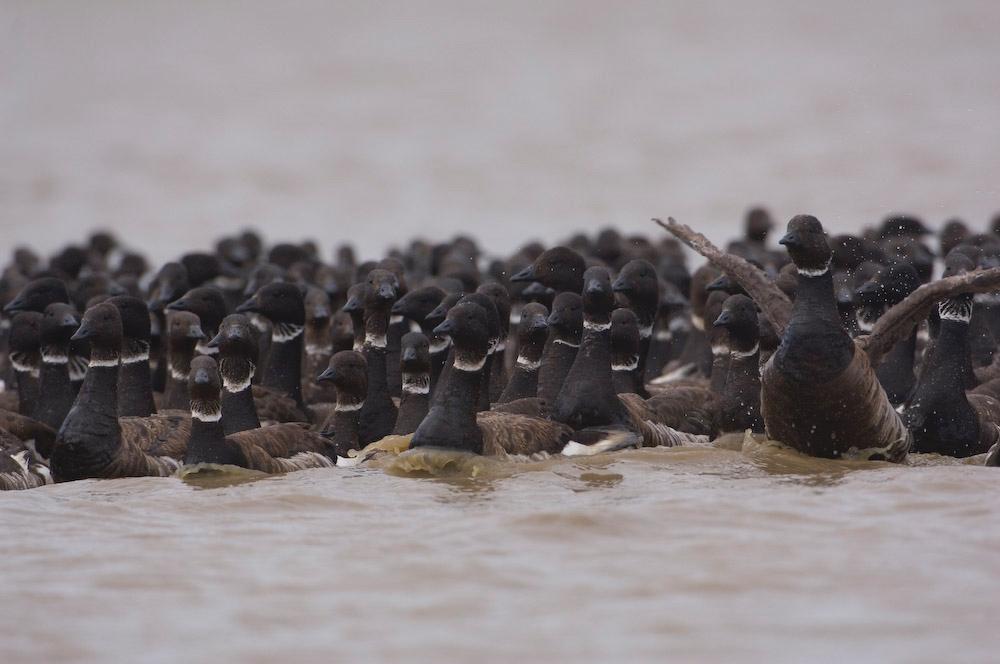 a-tale-of-two-goose-populations-y-k-deltas-shrink-arctic-coasts-expands