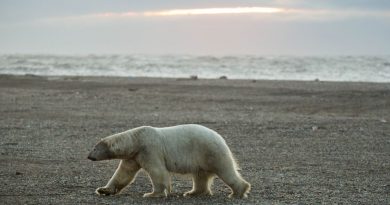 as-sea-ice-gets-scarcer-polar-bear-attacks-on-people-become-more-frequent