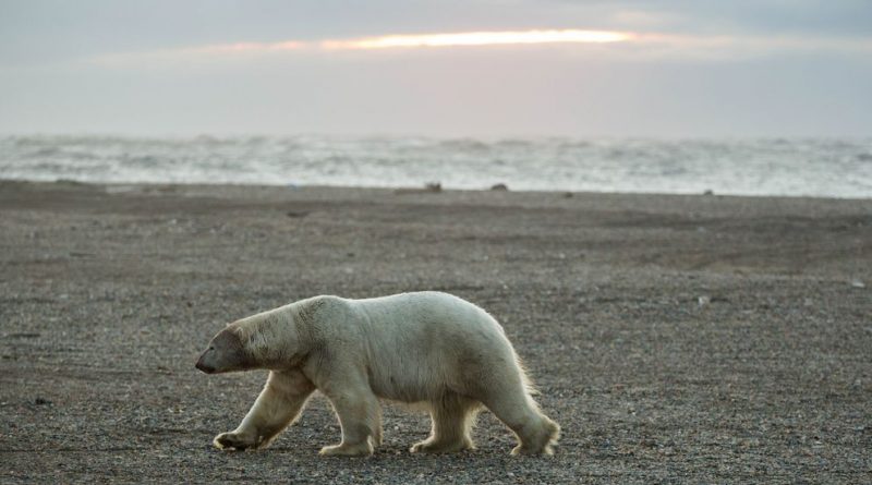 as-sea-ice-gets-scarcer-polar-bear-attacks-on-people-become-more-frequent