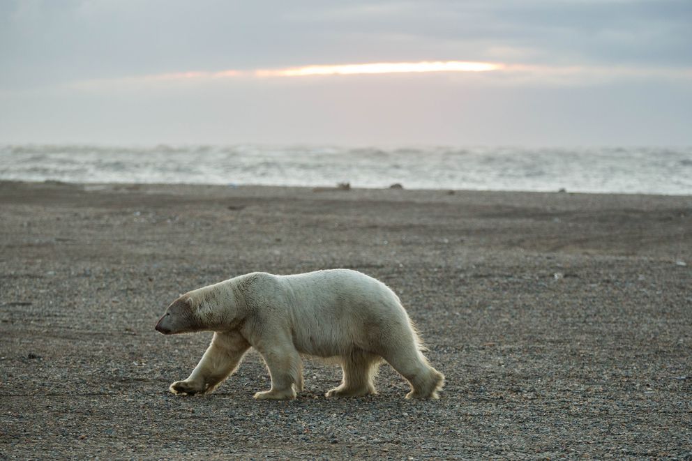 as-sea-ice-gets-scarcer-polar-bear-attacks-on-people-become-more-frequent