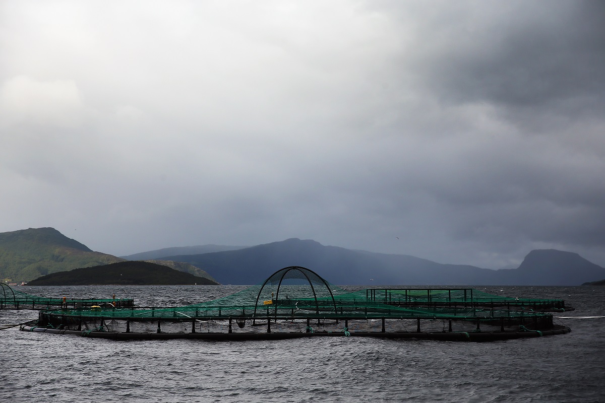 russian-salmon-farmers-buy-norwegian-smolt-company