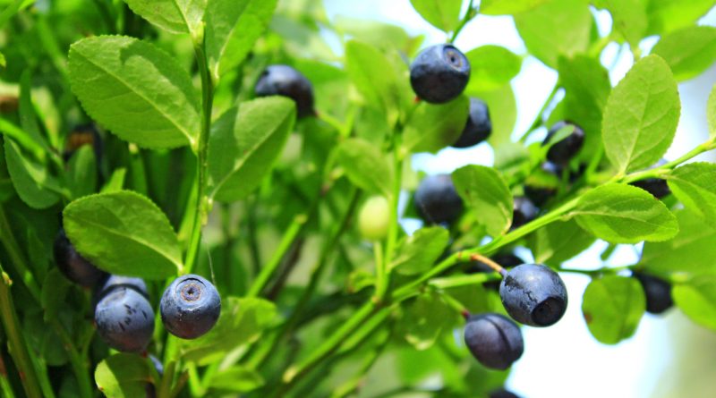 worst-berry-season-in-years-expected-in-northern-sweden