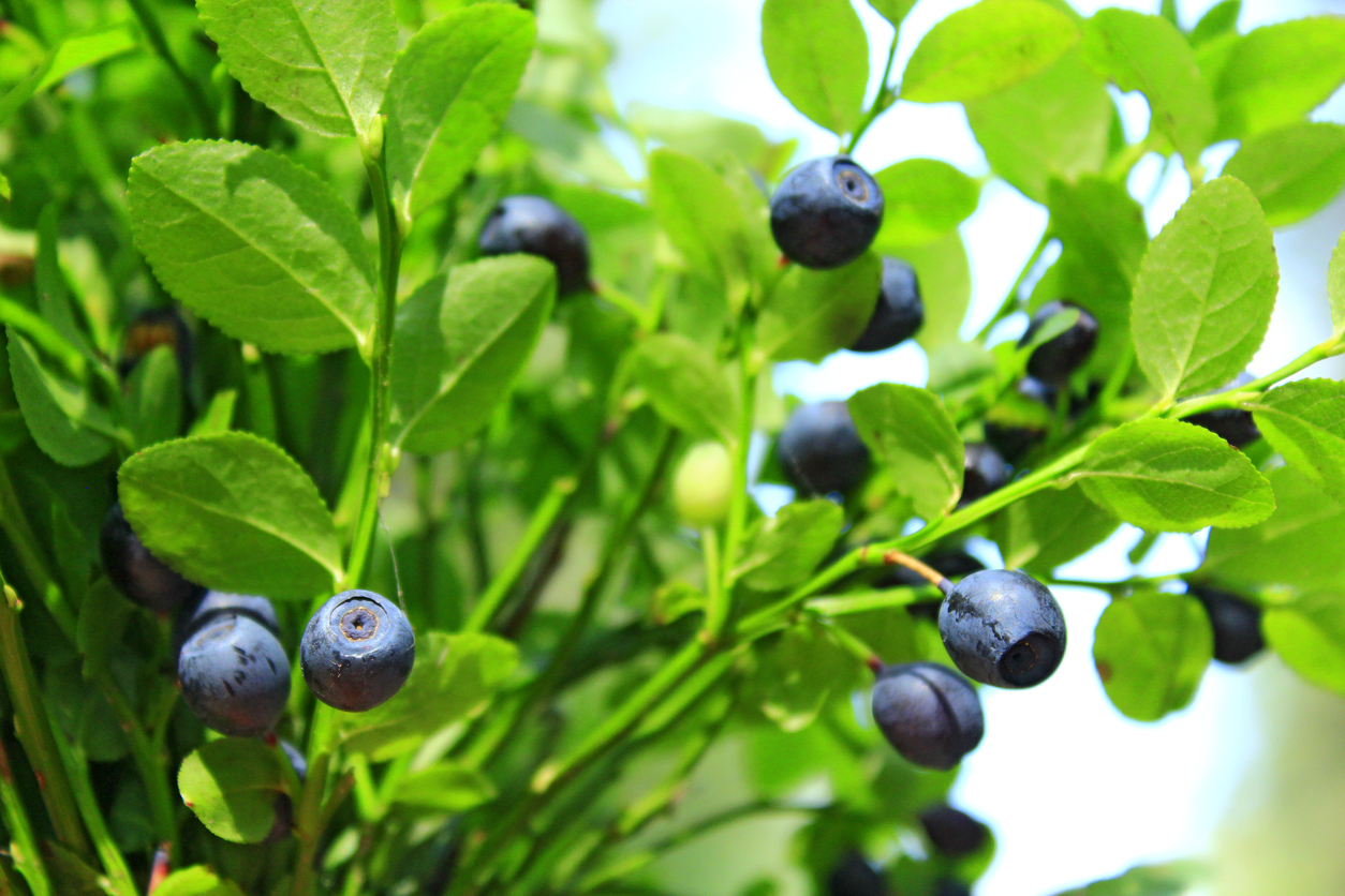 worst-berry-season-in-years-expected-in-northern-sweden