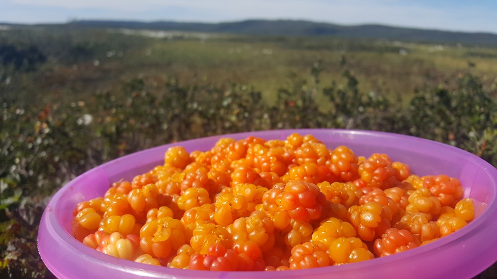 all-you-didnt-know-about-cloudberry-the-healthy-gold-of-the-arctic-1