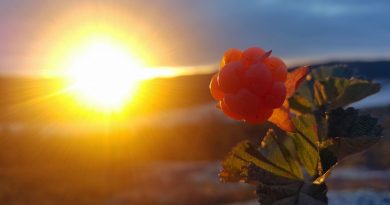 all-you-didnt-know-about-cloudberry-the-healthy-gold-of-the-arctic