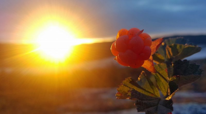 all-you-didnt-know-about-cloudberry-the-healthy-gold-of-the-arctic