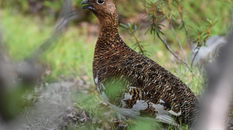 grouse-population-declines-in-northern-norway