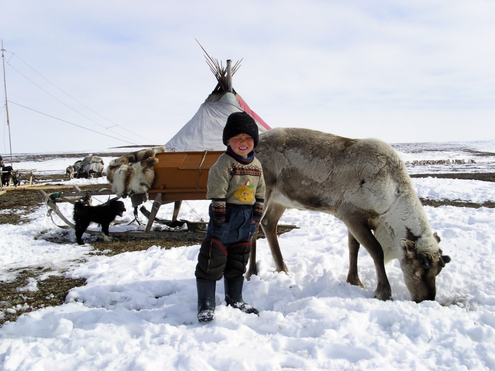 more-than-800000-reindeer-vaccinated-against-anthrax-1