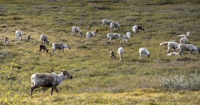 more-than-800000-reindeer-vaccinated-against-anthrax