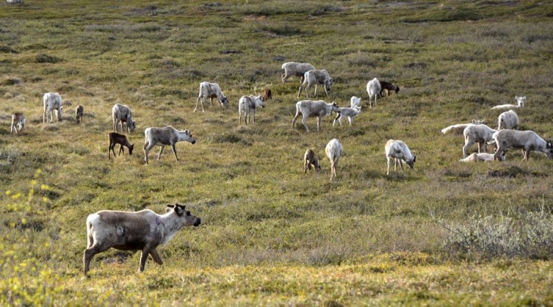 more-than-800000-reindeer-vaccinated-against-anthrax
