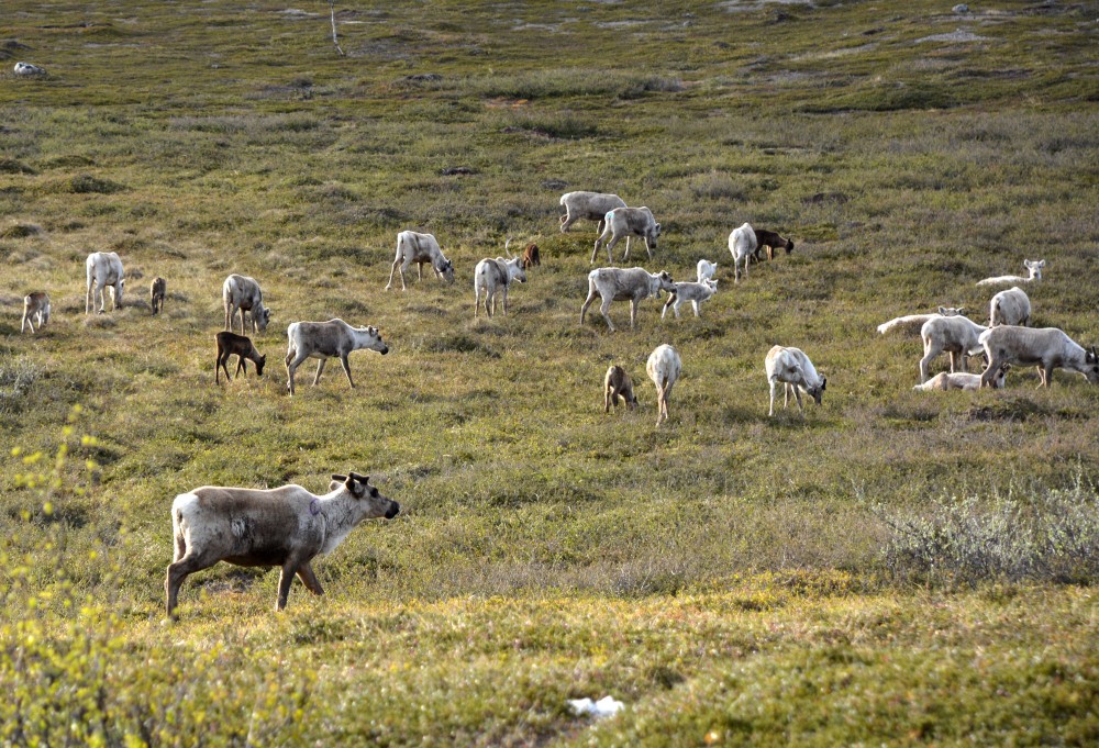 more-than-800000-reindeer-vaccinated-against-anthrax