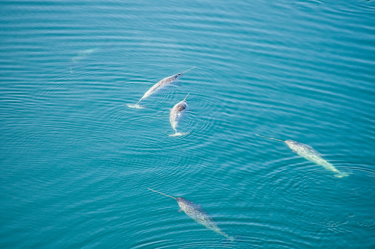 ottawa-and-inuit-agree-on-boundaries-for-arctic-marine-conservation-area-3