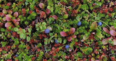 researchers-hope-to-enlist-citizen-to-monitor-alaska-berries