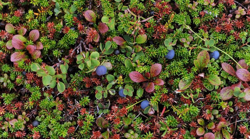 researchers-hope-to-enlist-citizen-to-monitor-alaska-berries