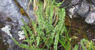 status-of-only-endangered-alaska-plant-to-be-reviewed