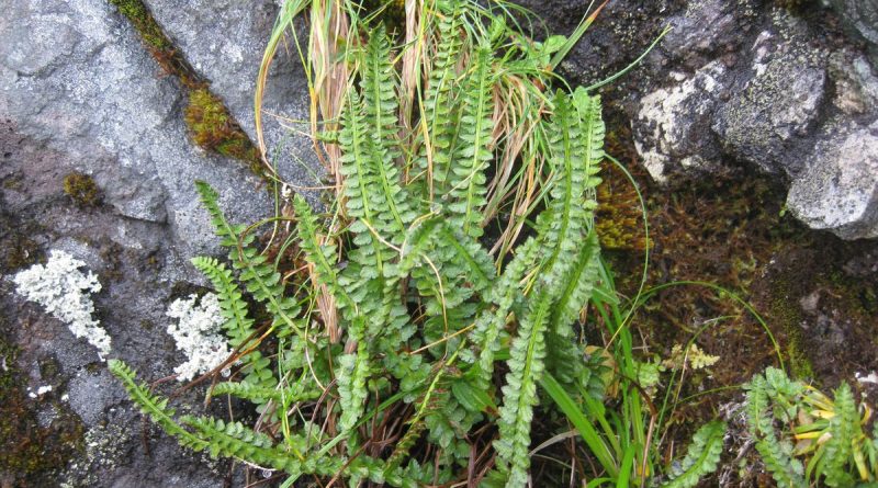 status-of-only-endangered-alaska-plant-to-be-reviewed