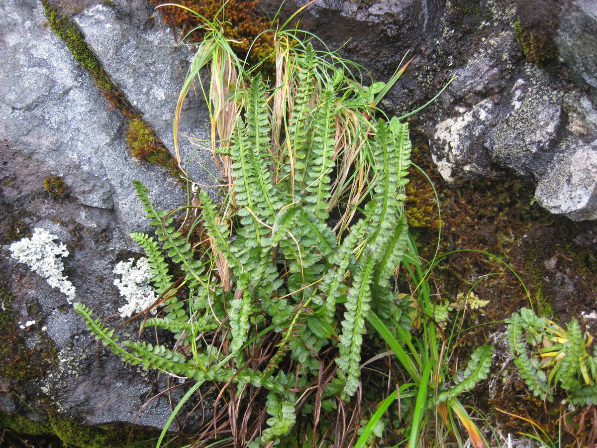 status-of-only-endangered-alaska-plant-to-be-reviewed