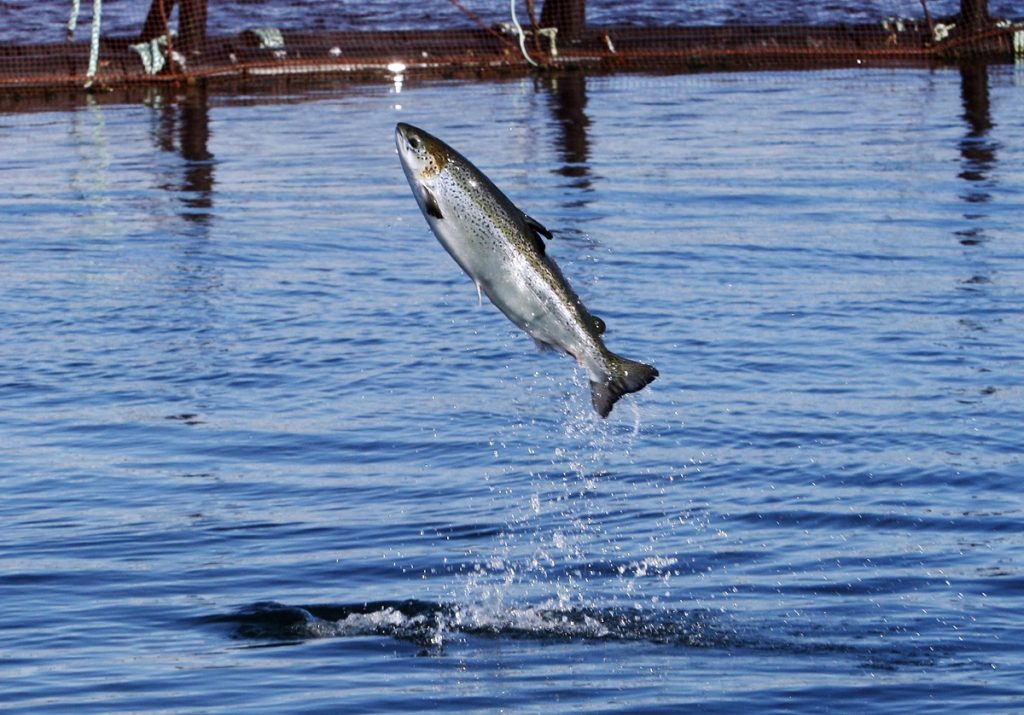 thousands-of-salmon-escape-from-fish-farm-near-alaska-waters