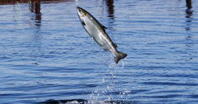 thousands-of-salmon-escape-from-fish-farm-near-alaska-waters