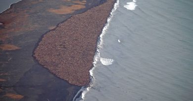 walrus-haulout-in-northwest-alaska-forms-at-earliest-date-ever-recorded