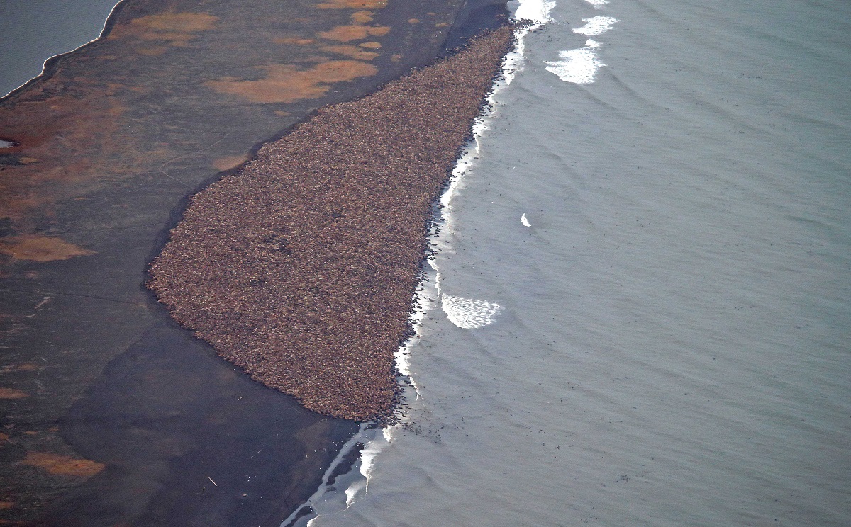 walrus-haulout-in-northwest-alaska-forms-at-earliest-date-ever-recorded
