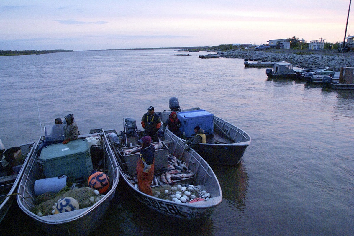 yukon-river-king-salmon-briefly-sold-commercially-for-first-time-in-years