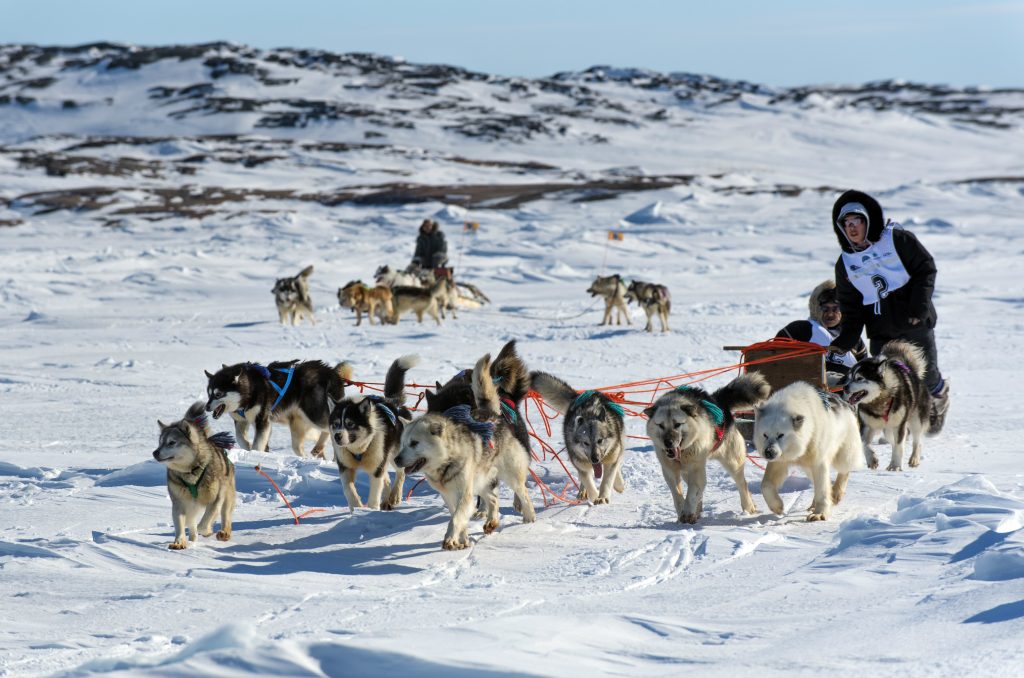 nordic inuit dog