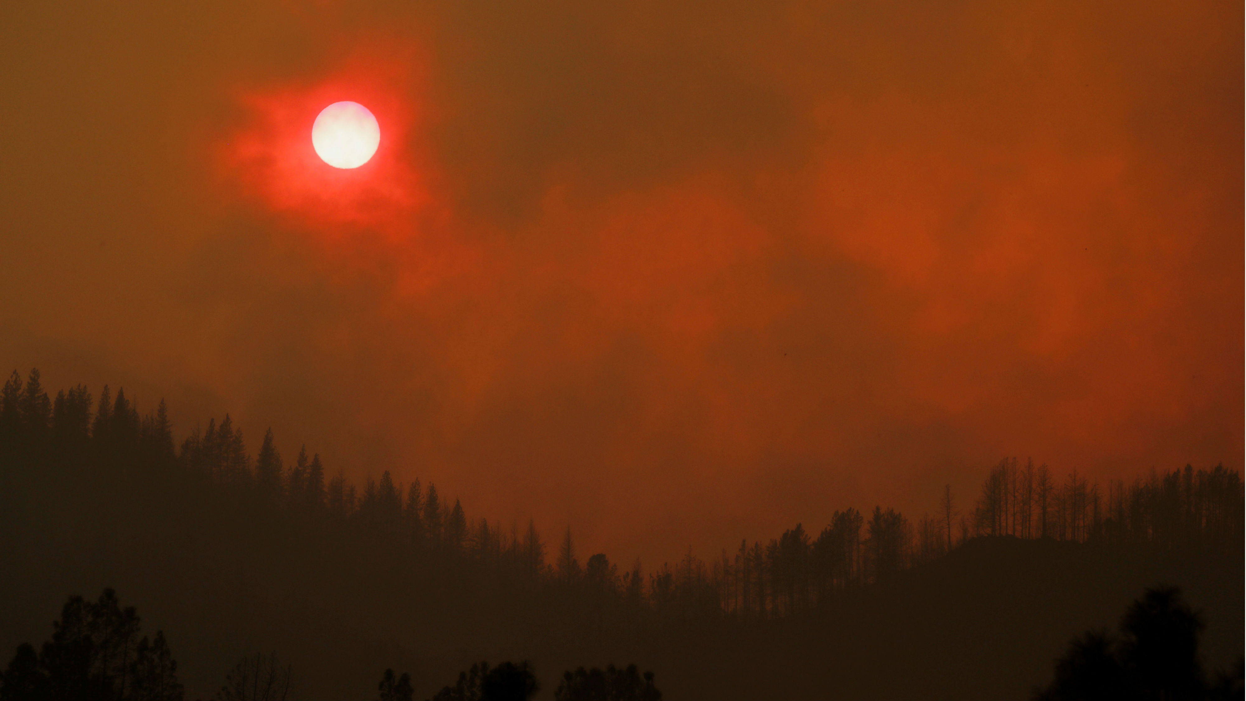 Image of Forest fire with a sunset