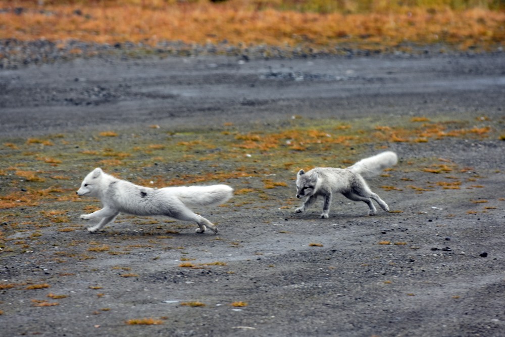 Arctic foxes. (Thomas Nilsen/The Independent Barents Observer)