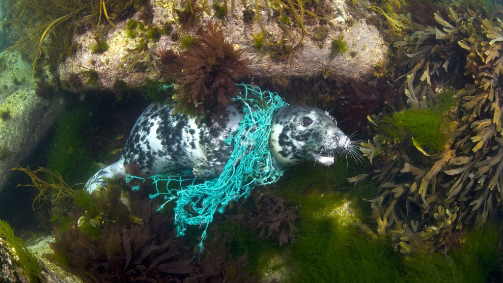 Lost fishing gear threatens marine life, says animal rights group – Eye ...